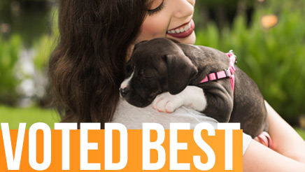 Seattle's Best Dog Walker