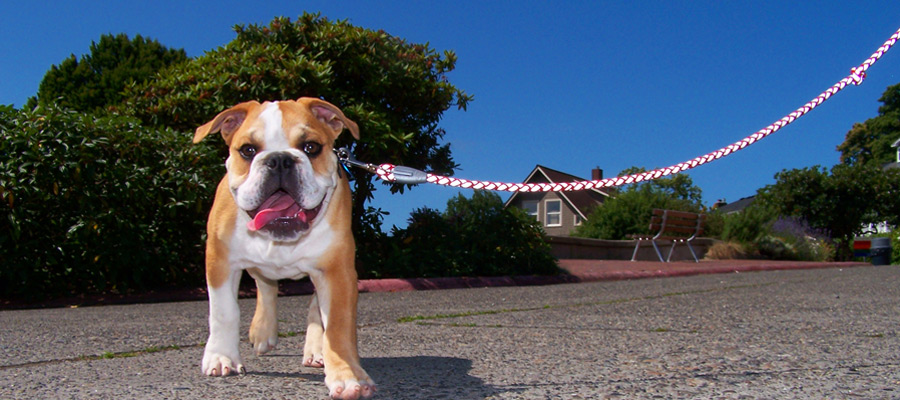 Dog Walking In Queen Anne