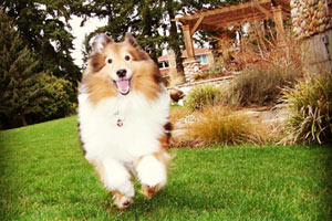 Bellevue Dog Walking, Shetland Sheepdogs, Bellevue Dogs