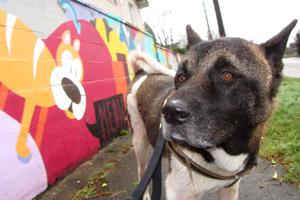 Akitas, Sniff Bellevue Seattle, Wallingford Dog Walker