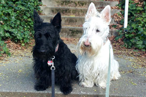 Fremont Seattle Pet Care, Sniff Seattle Bellevue Dog Walkers, 98103 Dogwalking