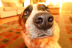 Bellevue Seattle Dogs, Sniff Seattle Dog Walkers, 98177 Dog Walker