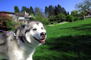 Dog Walking Laurelhurst, Sniff Seattle, Bellevue Seattle Dogs