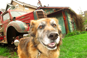 Dog Walker Madison Valley, Dog Walkers Bellevue Seattle, Sniff Seattle