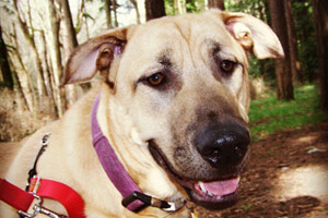 Mastiff Dogs, Bellevue Seattle Dog Walkers, Golden Gardens Park