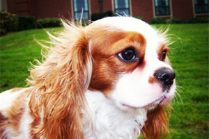 Sniff Seattle Bellevue Dog Walkers, Cavalier King Charles Spaniels, Dog Walker 98103