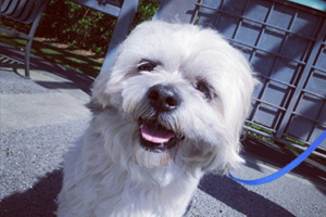 Dog Walker 98103 98117, Sniff Seattle Photos, Bellevue Seattle Dogs