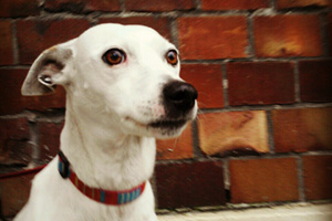 Greenlake Dog Walker, Sniff Seattle Dogs, Bellevue Seattle Dog Walkers