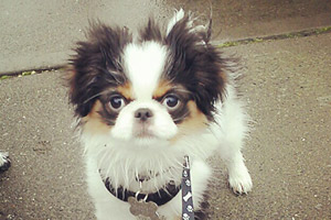 Goonie Is Good Enough, Dog Walker West Seattle, Bellevue Seattle Dogs