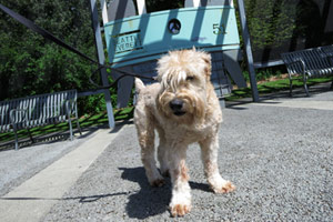 Wheaten Terriers, Greenwood Dog Walker, Bellevue Seattle Dogs