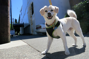 98102 Dog Walker, Capitol Hill Dog Walking, Bellevue Dog Walking App
