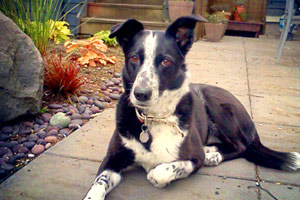 Dog Walking 98107, Sniff Seattle, Border Collies
