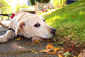 Dog Walking Capitol Hill, Corgidors, Dog Walkers 98102