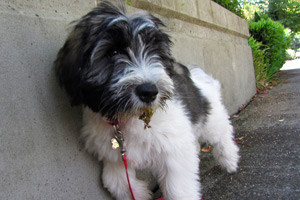 Dog Walking West Lake Hills, Shelties, Pet Sitting West lake Hills