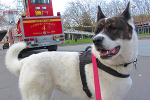 Dog Walking Belltown, Seattle Center, Seattle Fire Department