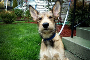 Dog Walking 98107, Sniff Seattle Bellevue, Berger Picards