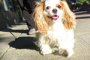 Dog Walking Crossroads, Spaniels, Pet Sitting Crossroads