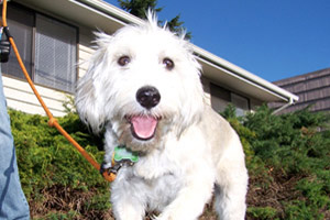 Best Bellevue Seattle Dog Walkers, Schnoodles, Dog Photos