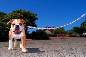 Bulldogs, Dog Walker Magnolia, Sniff Seattle