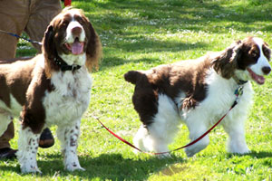 Dog Walking Ballard, Pet Sitting Ballard, Sniff Seattle Dog Walkers