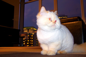 Seattle Dog Walking, Pet Sitting Seattle, Himalayan Cat