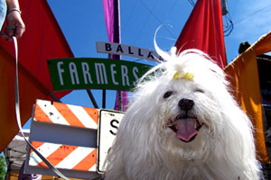 Ballard Dogwalker, Sniff Seattle Bellevue Dog Walkers, Conton de Tulears