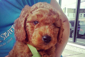 Goldendoodles, Bellevue Seattle Dogs, Ballard Dog Walker