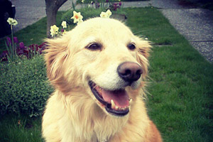 Dog Walker Magnolia, Sniff Seattle Bellevue Dog Walkers, Golden Retrievers