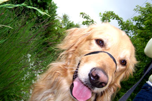 Dog Walking Greenwood, Golden Retriever, Dog Walkers 98103, 98117