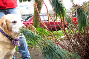 Dog Walking Fremont, Pet Sitting Fremont, Bonesy