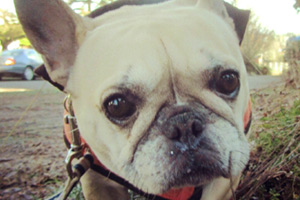 Sniff Seattle Dog Walkers, Frenchies, Dog Walking 98103