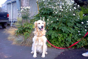 Westlake Pet Sitters, Sniff Seattle Bellevue Dog Walkers, Golden Retrievers