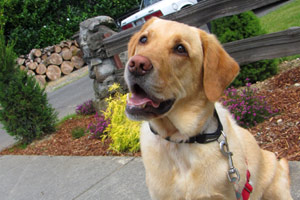 Kirkland 98033, Labradors, Sniff Seattle Bellevue Dog Walkers
