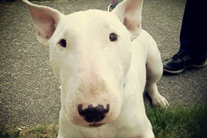 Dog Walking Lake City, Bull Terriers, Pet Sitting Lake City