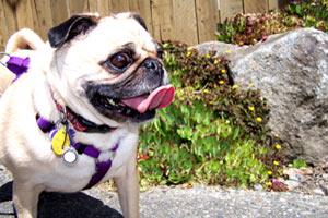 Sniff Seattle Dogs, Pugs, Dog Care Montlake