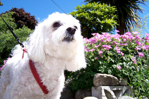 SNIFF Seattle Dog Walkers, Malteses (Dogs), Bellevue Pet Care Seattle