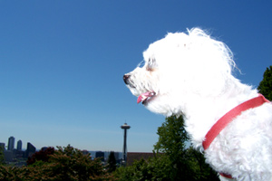 Seattle Dogs, Dog Walker App Bellevue WA, Space Needle
