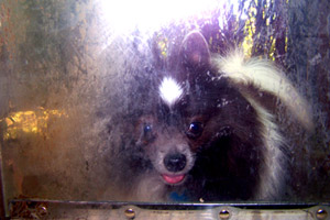 Sniff Seattle Bellevue Dog Walkers, Pomeranians, Dog Care 98115