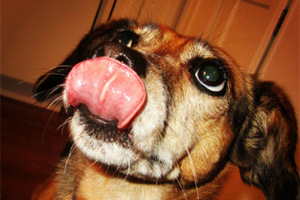 Dog Walking Bothell, Bellevue Seattle Dogs, Pet Sitting Bothell