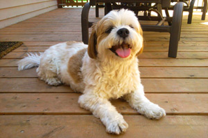 Dog Walking Northeast Bellevue, Lhasa Apsos, Pet Sitting Northeast Bellevue