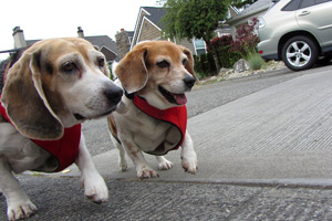 Pet Care Queen Anne, Sniff Seattle Bellevue Dog Walkers, Beagles