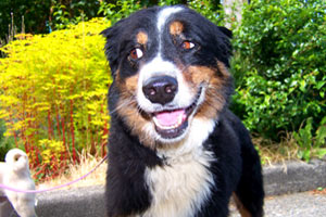 98117 Greenwood Dog Care, Australian Shepherd, Bellevue Dog Walker Seattle