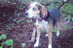 Capitol Hill Dog Walkers, Sniff Seattle, Beagles