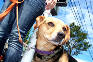 Dog Walkers 98102, Sniff Seattle Bellevue Dog Walkers, Beagles
