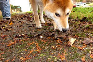 98107 Dog Walking, Sniff Seattle Ballard, Shiba Inu