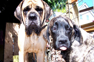 English Mastiff, Seattle Pet Care, Sniff Seattle Bellevue Dog Walkers