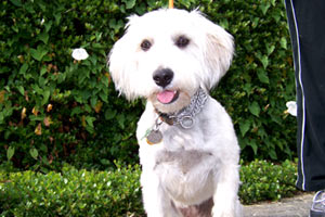 Dog Walking Woodridge Bellevue, Schnoodles, Pet Sitting Woodridge