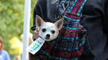 Furry 5K Seattle Photos 2013